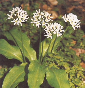 Allium ursinum