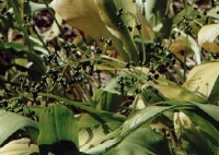 Allium ursinum seed heads