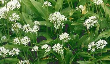 Allium ursinum