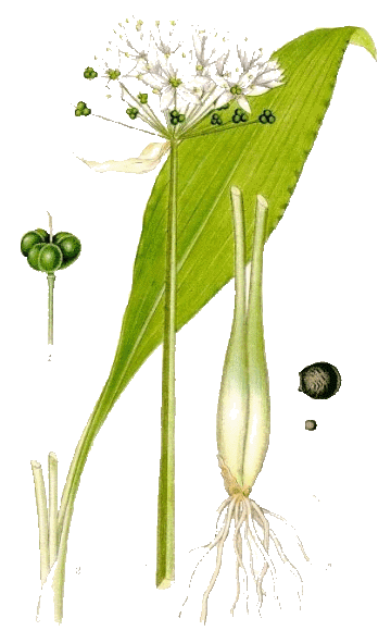 Allium Ursinum