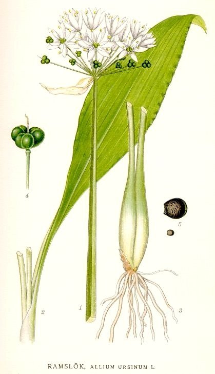 WILD GARLIC 50 seeds Allium ursinium HERB Ramsons WOOD Bear Garlic