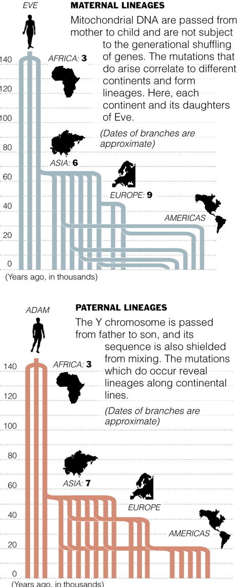 Maternal & Paternal Lineages